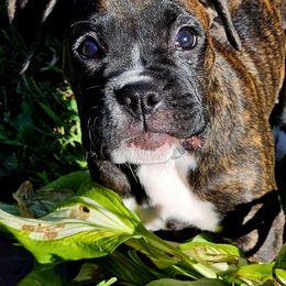 Boxer Puppies from Winchester Boxers