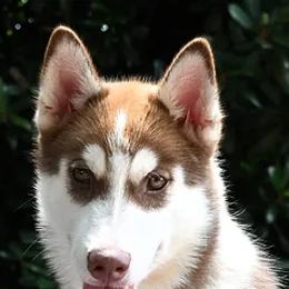 Siberian Huskies from Southern Magnolia Siberians