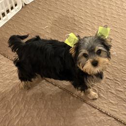 Mona Lisa - Blue and gold female Yorkshire Terrier puppy in Portland, Oregon from Bohemian Beauty Yorkshire Terrier
