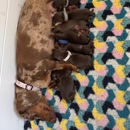 Dachshund puppies from Florida Dippin’ Dachshunds & Aussiedoodles