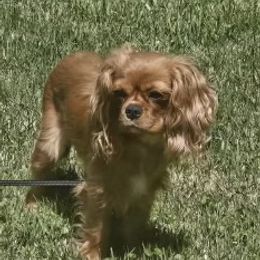 Sassy - Cavalier King Charles Spaniel
