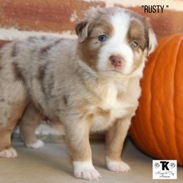 Miniature Australian Shepherd and Toy Australian Shepherd Puppies from TK Mini & Toy Aussies