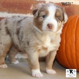 Miniature Australian Shepherd and Toy Australian Shepherd Puppies from TK Mini & Toy Aussies
