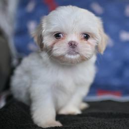 River - White male Shih Tzu puppy in Montrose, Colorado from Nana's Happy Pups