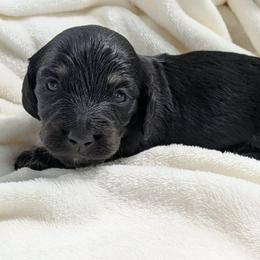 Butter 2400 - Black and cream male Dachshund puppy in Sonora, Kentucky from Maple Hill Miniature Dachshunds