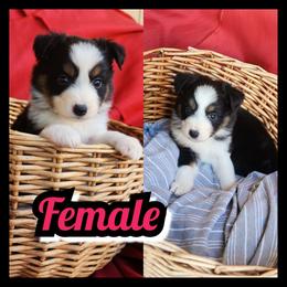 Girl 3 - Black tri-color female Australian Shepherd puppy in Yakima, Washington from Luna's Australian Shepherd