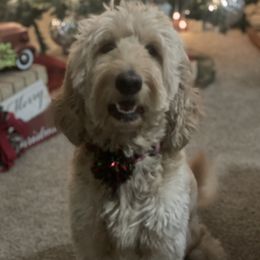 Gracie - Goldendoodle