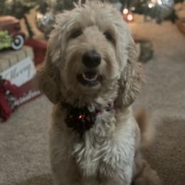 Gracie - Goldendoodle
