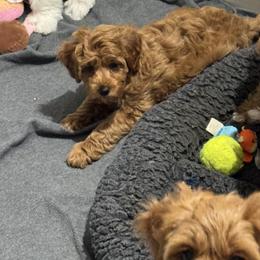 Bernedoodle, Cavapoo, Goldendoodle, Miniature Schnauzer, and Poodle Puppies from Alyssa Xxweetdoodles