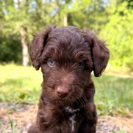 Churro - Red male Aussiedoodle puppy in Mulino, Oregon from Korbella Farm