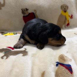 Black and Tan female - Black and tan female Dachshund puppy in Winton, North Carolina from Parker’s all American Doxies