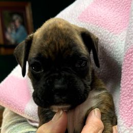 Latte - Brindle female Boxer puppy in Elyria, Ohio from Just-A-Wyn Boxers