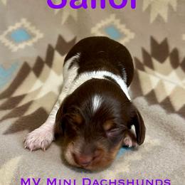 Sailor - Piebald male Dachshund puppy in Carlsbad, Texas from MV Mini Dachshunds