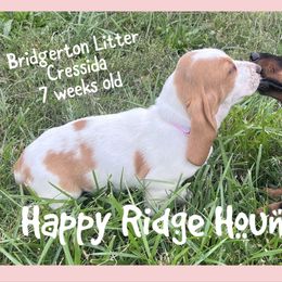 Cressida - Red and white female Basset Hound puppy in Mebane, North Carolina from Happy Ridge Hounds