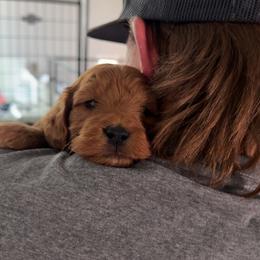 Marley - Red  female Goldendoodle puppy in Huntington, Utah from Krispydoodle