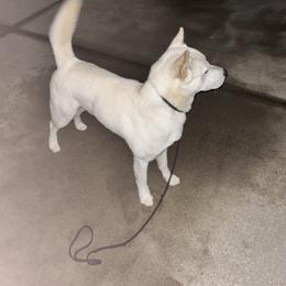 Jindo All Grown Up from Hwarang Kennel Korean Jindo | 화랑 진돗개