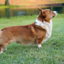Waylon - Pembroke Welsh Corgi