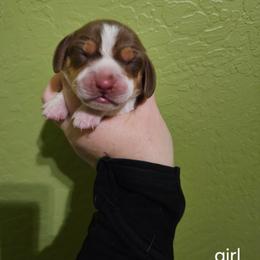 Girl 1 - Brown white and tan female Beagle puppy in Santa Margarita, California from S&R Ranch