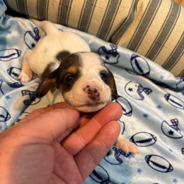 Oak - Piebald male Dachshund puppy in Florence County, South Carolina from Modern Family Standards