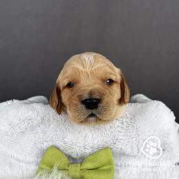 Gouda - Cream male Goldendoodle puppy in Utah County, Utah from Big Hearted Breeders