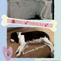 English Springer Spaniel puppies from Kaveman Springers