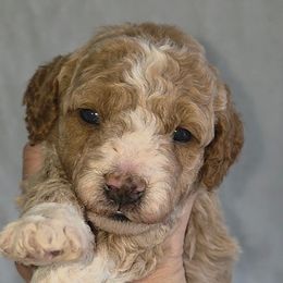 Savage Light Blue - Red  male Goldendoodle puppy in Vernon, Texas from Sugarland's Texas Goldendoodles