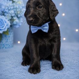 Marlon - Black male Labradoodle puppy in Washington, Pennsylvania from Patriotic Poodles