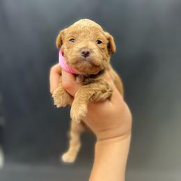 Josie - Apricot female Poodle puppy in Nashville, Arkansas from Cuddles n Curls