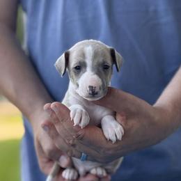 Boy 4 - Blue fawn male Italian Greyhound puppy in Sugar Valley, Georgia from Pinnacle Farm and Kennel
