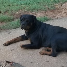Gaia - Rottweiler
