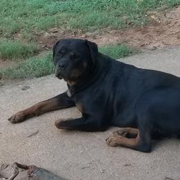 Gaia - Rottweiler