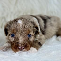 RMF1 - Red merle female Aussiedoodle puppy in Prague, Oklahoma from Classic K9’s  Aussies & Doodles