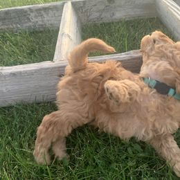 German Shorthaired Pointer and Labradoodle Puppies from Faddis Family Farms