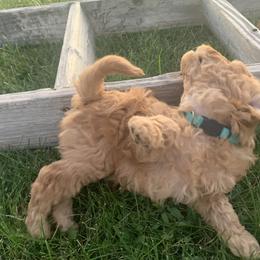 German Shorthaired Pointer and Labradoodle Puppies from Faddis Family Farms