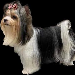 Astral - Biewer Terrier