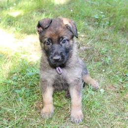 Fiesta - Sable female German Shepherd puppy in Oakland, Oregon from VHM German Shepherds