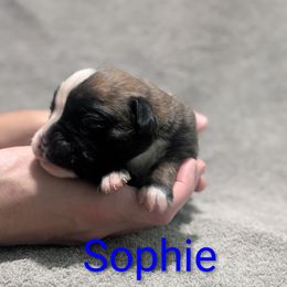 Sophie - Fawn female Boxer puppy in New Holland, Pennsylvania from Shady Rill puppies