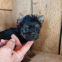 Girl 2 - Black and gold female Yorkshire Terrier puppy in Jamestown, Tennessee from Green Ridge