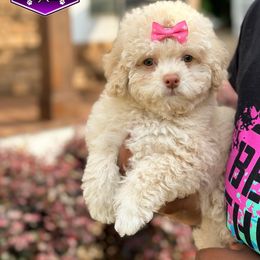 Goldendoodles, Poodles, Shihpoos, and Yorkshire Terriers from Plush Pups By Reeds