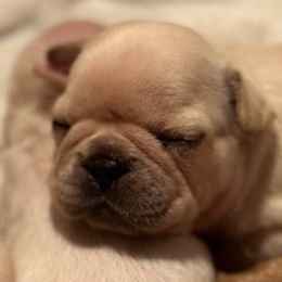 French Bulldog and Labrador Retriever Puppies from Desiree Ortiz's French Bull Dogs and Labrador Retrievers
