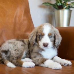 Cottontail - male Australian Mountain Doodle puppy in Lafayette, Missouri from Brick House Farm Doodles