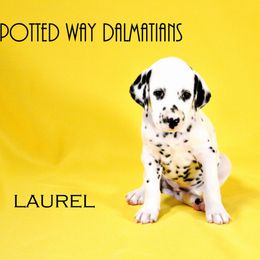 Girl 3 - Dalmatian puppy in Austin, Texas from Spotted Way Dalmatians