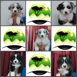 Australian Shepherd Puppies from Cherangani Hills Australian Shepherds