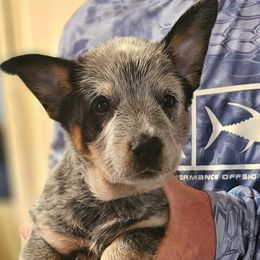 Australian Cattle Dog and Miniature Schnauzer Puppies from B & E Farms