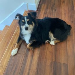 Miniature Australian Shepherd All Grown Up from DRS Mini Australian Shepherds