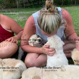 Dachshund and Golden Retriever Puppies from From the Heart Retrievers and Doxies