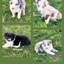 Border Collie and Poodle Puppies from Ross Vegas Kennels