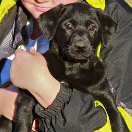 English Cocker Spaniel and Labrador Retriever Puppies from Fenloch Gundogs