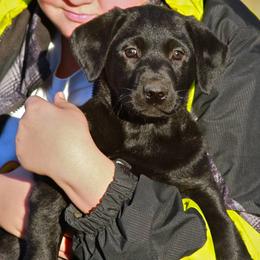 English Cocker Spaniel and Labrador Retriever Puppies from Fenloch Gundogs