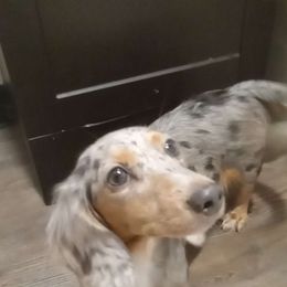Tovah - Dachshund